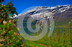 Hardangerfjord in Norway photo