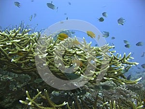 Hardcoral Reef photo