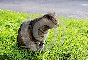 hardened homeless cat reed color with injuries to the ear and scabies otoacariasis typical scratching behind the ears.