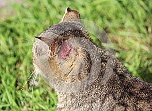 hardened homeless cat reed color with injuries to the ear and scabies otoacariasis typical scratching behind the ears.