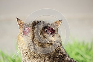 hardened homeless cat reed color with injuries to the ear and scabies otoacariasis typical scratching behind the ears.