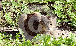 hardened homeless cat reed color with wounds after a fight.