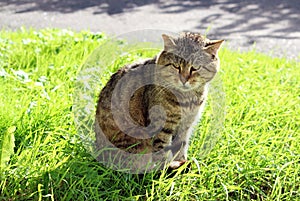 hardened homeless cat reed color with wounds after a fight.