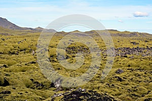 Hardened lava covered with moss in Iceland