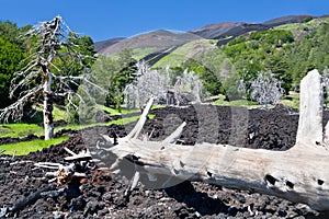 Hardened lava flow on green slope of Etna, Sicily