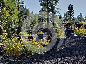 Hardened lava rock in the forest