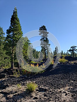 Hardened lava rock in the forest