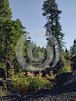 Hardened lava rock in the forest