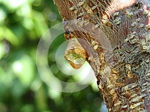 Hardened resin droplets of wood