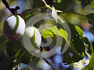 Hardened resin on fruits