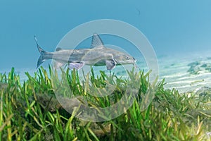 A Hardhead Catfish Ariopsis felis cruises over an eel grass bed