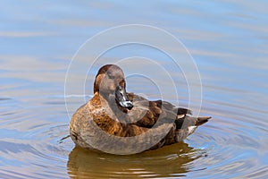 Hardhead duck floating on the water