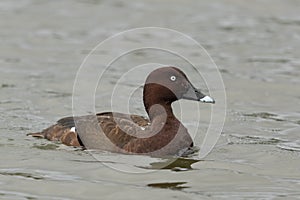 Hardhead Duck in Australia