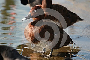 Hardhead Duck in Australia