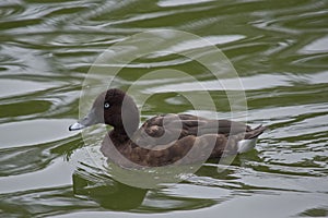 Hardhead duck or white eyed duck