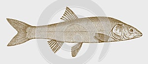 Hardhead mylopharadon conocephalus, freshwater fish from North America