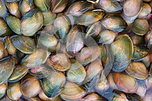 Hardshell clams in water at Chinese market