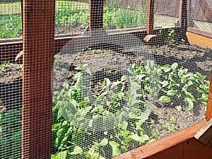 Hardware cloth used for vegetable garden fence