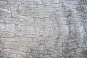 Hardwood cracks textured background for design and all inspirations creative