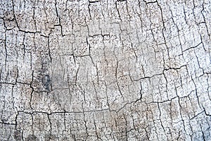 Hardwood cracks textured background for design and all inspirations creative