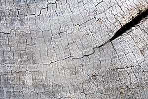 Hardwood cracks textured background for design and all inspirations creative