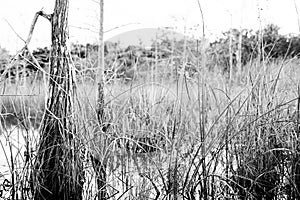 hardwood hammock, and Cypress trees in the marshy swamp of a everglades, Florida