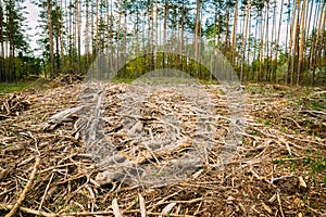 Hardwood, Lumber, Wood Chips From Tree Trunks In Deforestation Area. Pine Forest Landscape In Spring Day. Green Forest