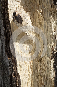 Hardwood tree gashed by a black bear in Rangeley, Maine