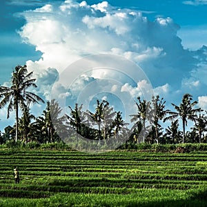 Hardwork between rice fields