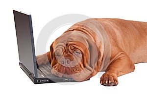 Hardworker dog with computer