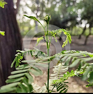 Hardworking ant climbing on shyness plant top