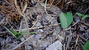 Hardworking Ants Bring Food To Their Nests