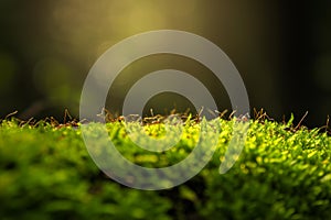 Hardworking Ants macro grass. Generate Ai