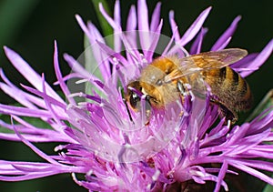 Hardworking bee collects pollen on pink flowers
