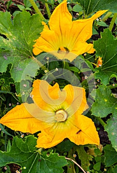 A hardworking bee pollinates a yellow zucchini flower among green foliage in a vegetable garden