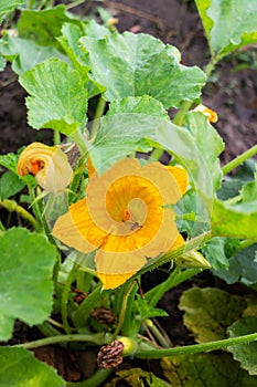 A hardworking bee pollinates a yellow zucchini flower among green foliage in a vegetable garden