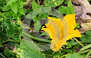 A hardworking bee pollinates a yellow zucchini flower among green foliage in a vegetable garden