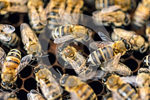 Hardworking bees on honeycomb