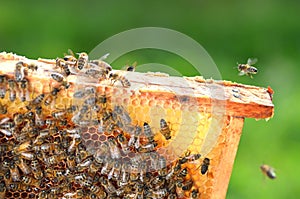 Hardworking bees on honeycomb