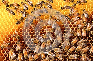 Hardworking bees on honeycomb