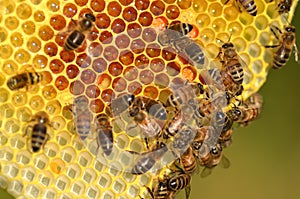 Hardworking bees on honeycomb
