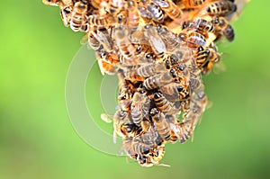 Hardworking bees on honeycomb