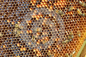 Hardworking bees on honeycomb