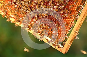 Hardworking bees on honeycomb