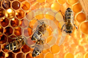 Hardworking bees on honeycomb