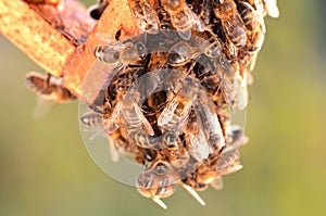 Hardworking bees on honeycomb