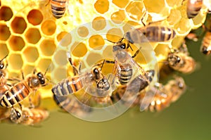 Pracovitý včely na plástev medu 