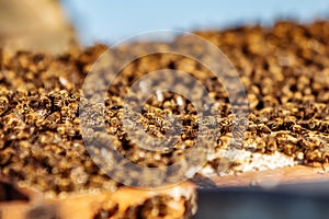 Hardworking bees on honeycomb in apiary. Honeycomb with bees and honey