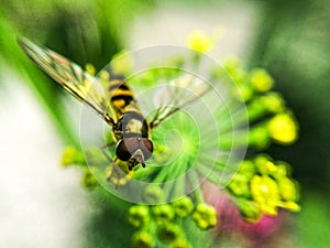 Hardworking bees are always on the move.