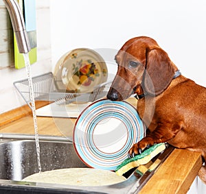 Hardworking dog washing the dishes